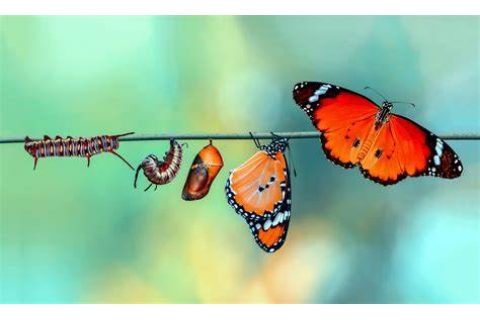  儿童英语故事-茧与蝴蝶（Cocoon and the Butterfly）